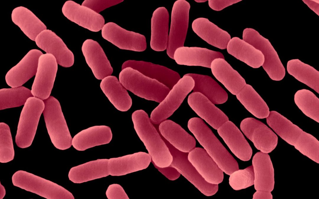 Autophagy: The Cellular Spring Cleaning Behind Fasting